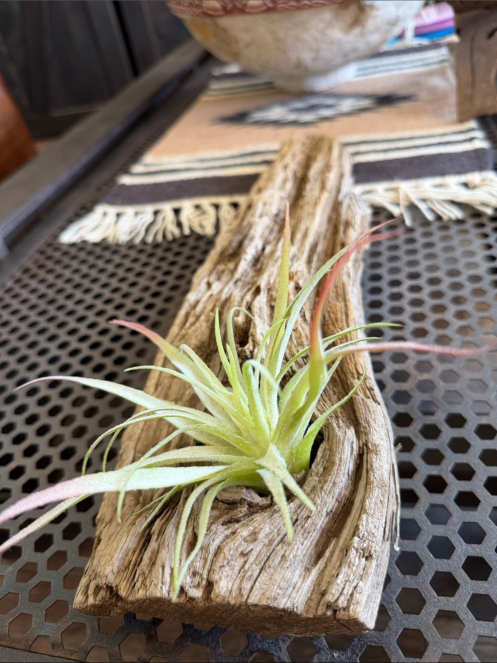 Rustic Tree Bark with Faux Air Plant Decor